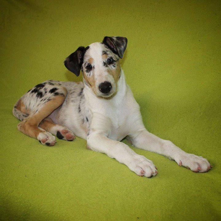 Ballantine Daff Fun dog